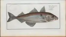 Gravure en couleur d'un poisson.