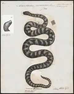 Description de l'image Acrochordus javanicus - 1700-1880 - Print - Iconographia Zoologica - Special Collections University of Amsterdam - UBA01 IZ11900001.tif.