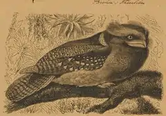 Description de l'image Batrachostomus auritus - 1700-1880 - Print - Iconographia Zoologica - Special Collections University of Amsterdam - UBA01 IZ16700013 (cropped).tif.