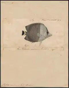 Description de l'image Chaetodon mesoleucus - 1700-1880 - Print - Iconographia Zoologica - Special Collections University of Amsterdam - UBA01 IZ13100170.tif.