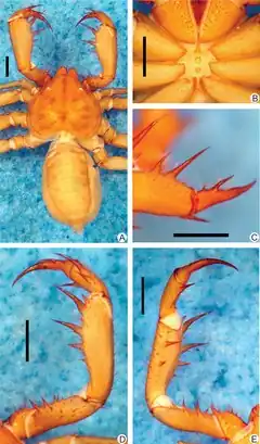 Description de l'image Charinus ricardoi (10.1371-journal.pone.0148277) Figure 5.tiff.