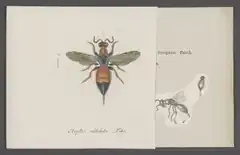 Description de l'image Cleptes - Print - Iconographia Zoologica - Special Collections University of Amsterdam - UBAINV0274 046 01 0043.tif.