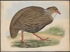 Description de l'image Francolinus ashantensis - 1848- - Print - Iconographia Zoologica - Special Collections University of Amsterdam - UBA01 IZ17100045.tif.