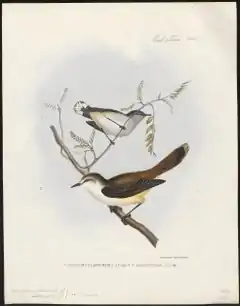 Description de l'image Gerygone flaviventris - 1845-1848 - Print - Iconographia Zoologica - Special Collections University of Amsterdam - UBA01 IZ16200216.tif.