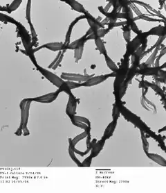 Description de l'image Mariprofundus ferrooxydans PV-1 stalks TEM image.tif.