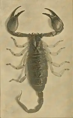 Description de l'image Opistophthalmus pallipes.tif.
