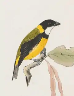 Description de l'image Pachycephala schlegeli - 1875 - Print - Iconographia Zoologica - Special Collections University of Amsterdam.tif.