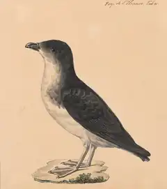 Description de l'image Pelecanoides berardi - 1700-1880 - Print - Iconographia Zoologica - Special Collections University of Amsterdam - UBA01 IZ17900005 (cropped).tif.