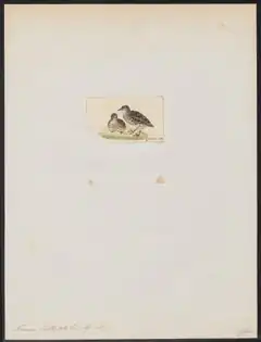 Description de l'image Turnix hottentota - 1820-1863 - Print - Iconographia Zoologica - Special Collections University of Amsterdam - UBA01 IZ17100151.tif.