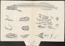 Planche anatomique de 1829