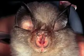 Le Petit Rhinolophe (Rhinolophus hipposideros), un Rhinolophidae.