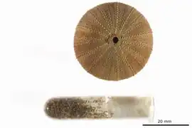 Holopneustes inflatus  (test)