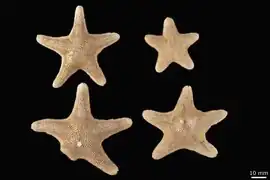 Aquilonastra iranica d'Iran.