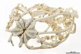 Astrodendrum capensis