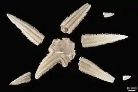 Astropecten michaelseni var. ambiguus