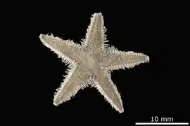 Astropecten spiniphorus