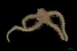 Ophiacantha striolata (NHMD)