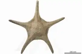 Pentaceraster gracilis (Syntype, NHMD)