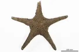 Pentaceraster westermanni séchée (holotype, NHMD)