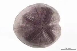 Pericosmus akabanus (test nu)