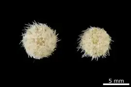 Trigonocidaris micropora