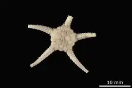 Amphiophiura pertusa  (NHMD)