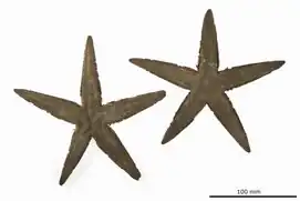 Astropecten euryacanthus