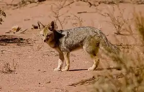 Renard gris d'Argentine.