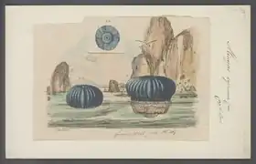 L'anémone flottante Actinecta cyanea