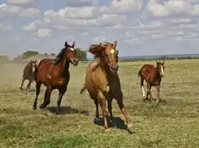 Groupe de chevaux vus de face galopant vers le spectateur