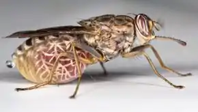 Mouche tsé-tsé femelle avec sa larve intra-utérine.