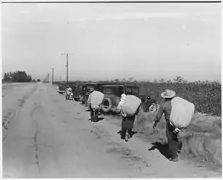 District d'Eloy, comté de Pinal, Arizona. Les cueilleurs de coton, en route vers la pesée du coton, à midi. Novembre 1940.