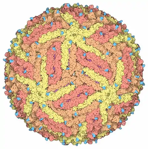 Représentation d'une capside de virus Zika montrant les protéines de capside en jaune, orange et rouge-orangé pour mettre en évidence la symétrie icosaédrique. Les pointes couleur cyan sont des chaînes polyosidiques.