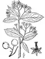 Illustration botanique de Aronia melanocarpa datant de 1913.