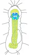 Schéma de Limnognathia maerski, l'unique Micrognathozoa connu