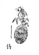 Dolichoderus oviformis femelle éch. C34 Célas.
