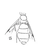 Dolichoderus oviformis male éch. C33 Célas.