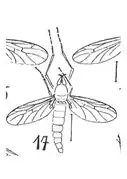 P. brevithoracis mâle.