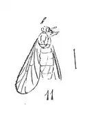 Plecia splendida Holotype femelle.