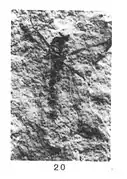 Plecia variegata mâle éch. R 984 pl. V p. 234.