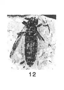 Bibio macerata femelle holotype éch. C57.