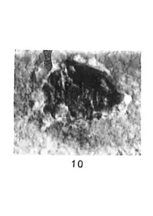 Cryptocephalus pitoni 1937 N. Théobald pl. III Holotype éch R809 x3 p. 178 Insectes du Sannoisien de Kleinkembs.