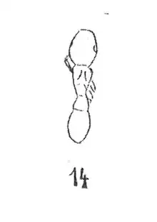 Lioponera sp. femelle 1937 N. Théobald éch R209 x3 p. 196 pl. XIII Insectes du Sannoisien de Kleinkembs.