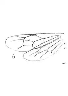 Ophion annulatus 1937 Nicolas Théobald holotype éch am13 p. 306 pl. XXV Hyménoptères du Stampien d'AIx-en-Provence - ailes.