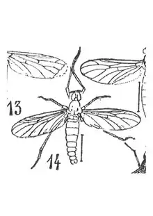 Plecia acutiventris 1937 N. Th. Holotype éch F169 x2,7 p. 410 pl. XXIX Diptères du Stampien de Céreste (Basses-Alpes).