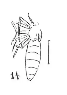 Plecia angustiventris c89 femelle 1937 N. TH. cotype éch C89 x2,5 p. 135 pl. XI Insectes du Sannoisien du Gard.