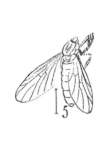 Plecia foersteri femelle 1937 N. Th. Cotype éch R1001 x3 p.230 pl. XVII Diptères du Sannoisien de Kleinkembs.