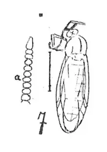 Plecia livida schéma Heer par N. Th. 1937 éch F343 x2,7 p. 407 pl. XXIX Diptères du Stampien de Céreste (Basses-Alpes).