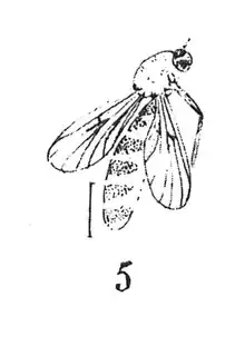 Rhysomia foersteri 1937 N. Théobald Holotype éch R1024 x3,5 p. 222 pl. XVI Diptères du Sannoisien de Kleinkembs.