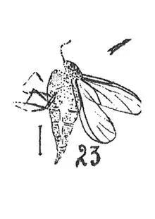 Sciara inflata cotype femelle 1937 N. Théobald cotype éch M6 x3 p. 328 pl. XXI Diptères du Stampien d'Aix-en-Provence.